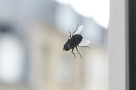 Slika muhe na prozoru