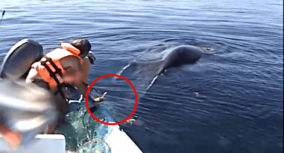 Spasavanje kita