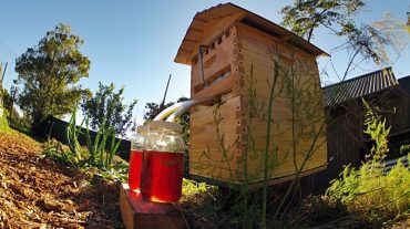 flow košnica med pčelarstvo